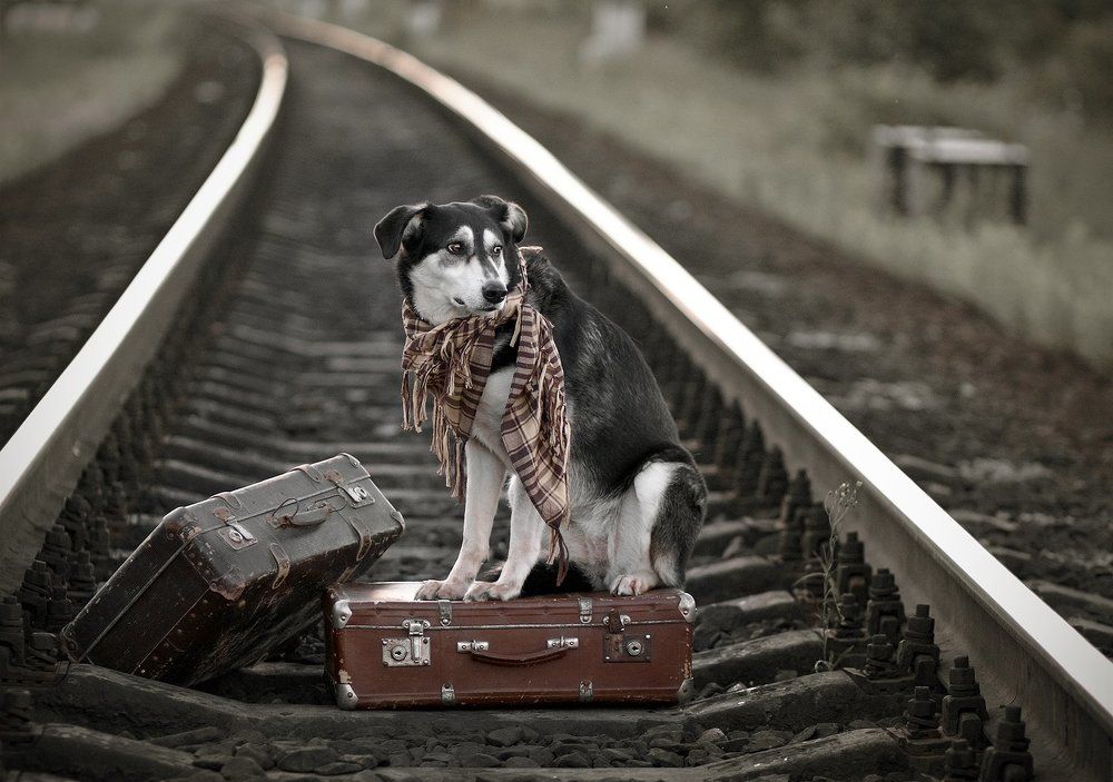 Чемоданное не настроение...