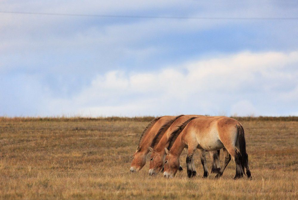 Лошади Пржевальского