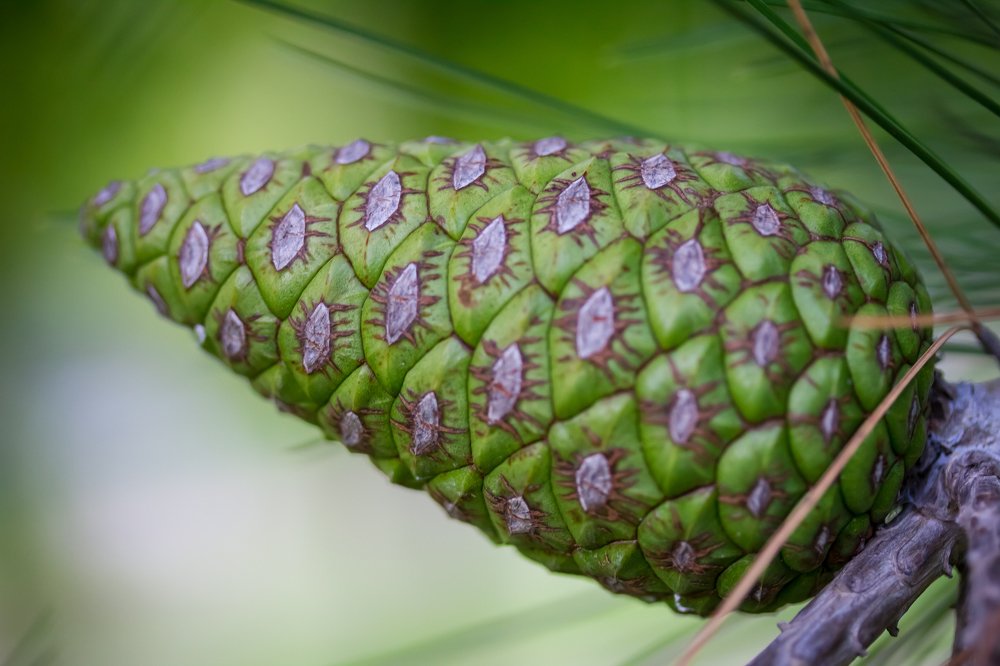 Глазастая шишка / magic eye