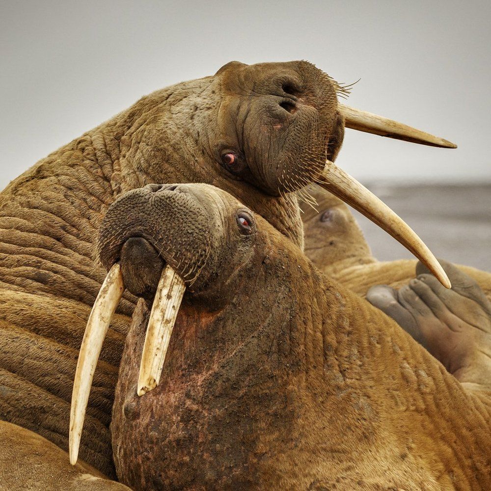 Крутые ребята - Моржи моря Лаптевых