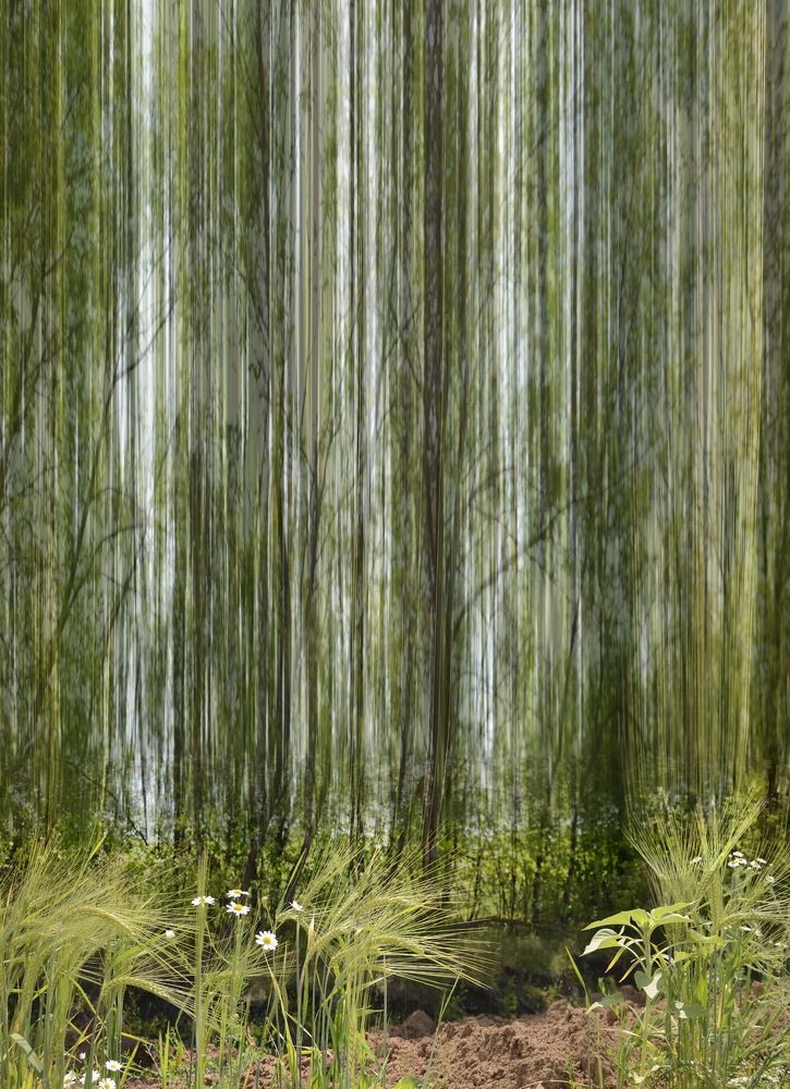 Ромашки полевые...