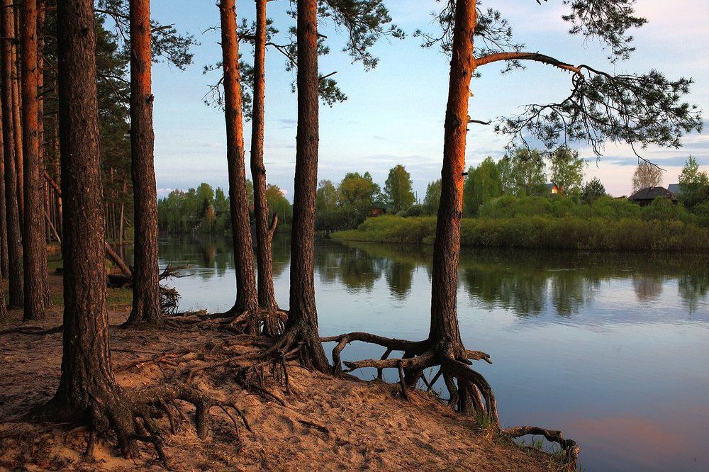 Мещера, майский вечер