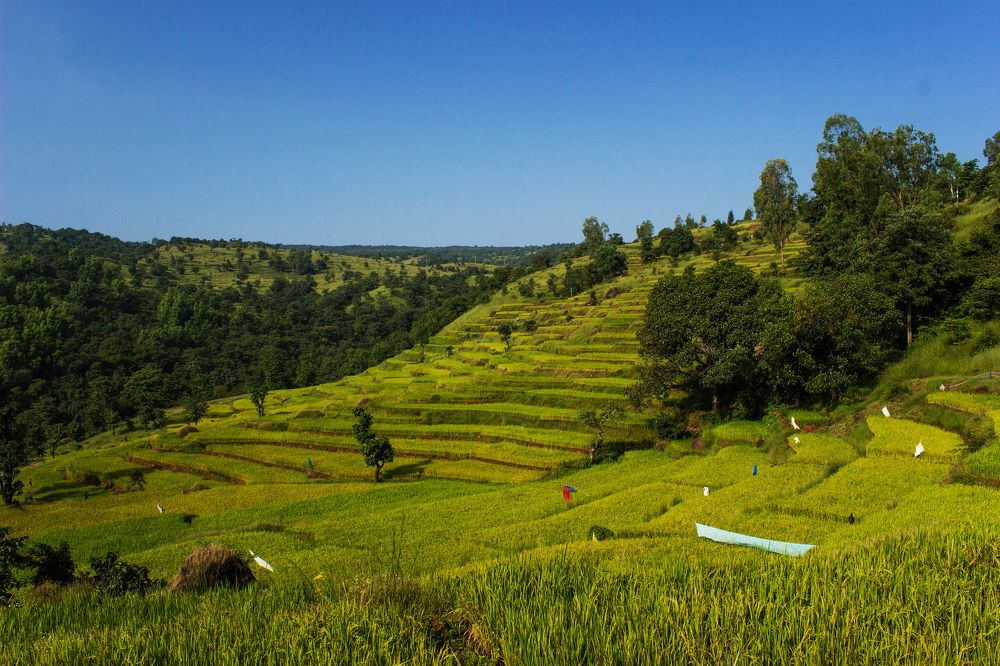 Field of Rice