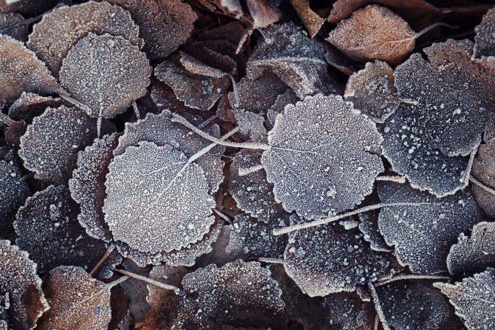 Посеребрило...