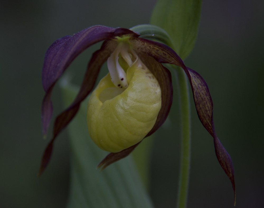 Венерин башмачок