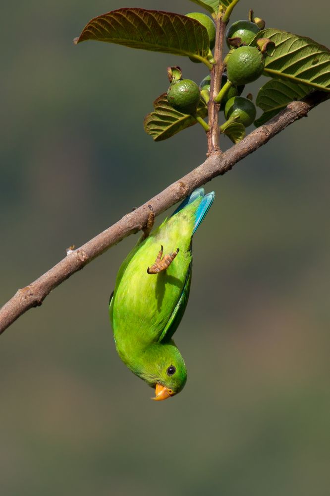 Vernal Hanging Parrot Display