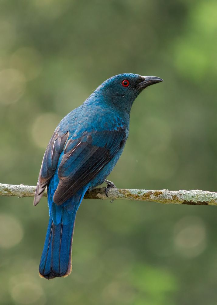 Asian Fairy Bluebird