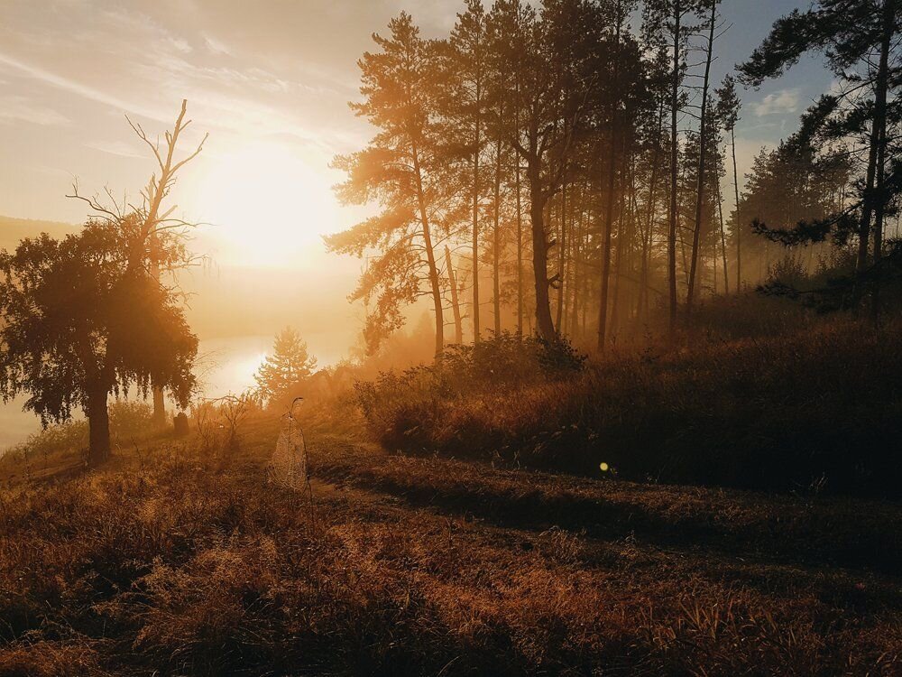Рассветный лес