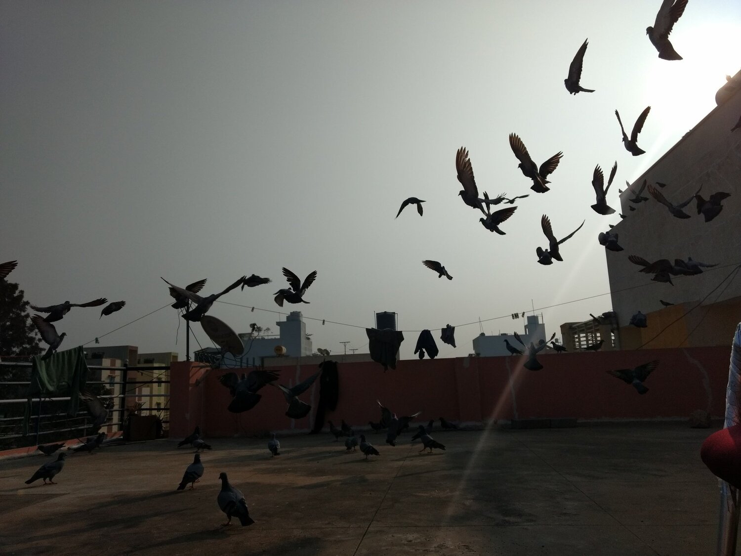 We fly to live
