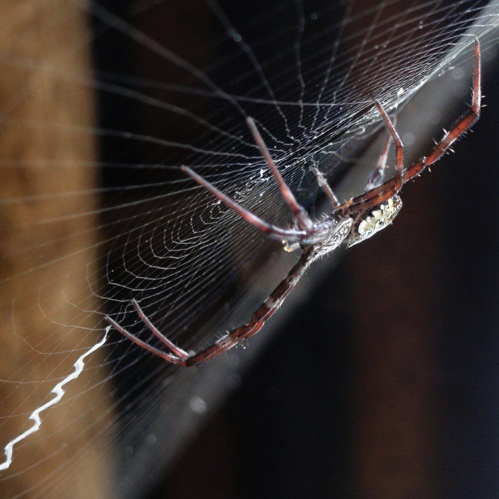 Looks spider man moves