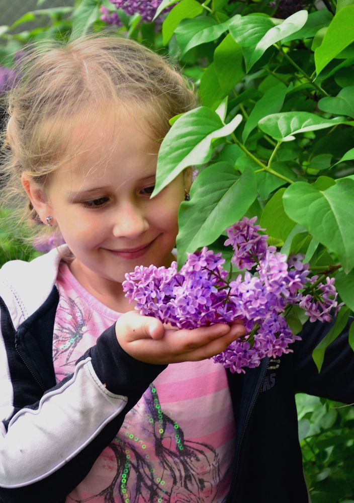 Цветёт сирень