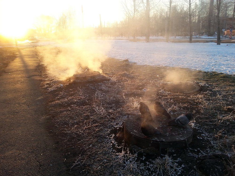 Из жизни городских птиц