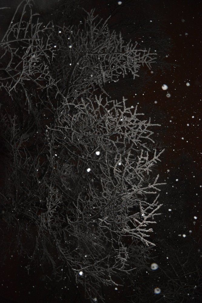 Снежные веточки граба.