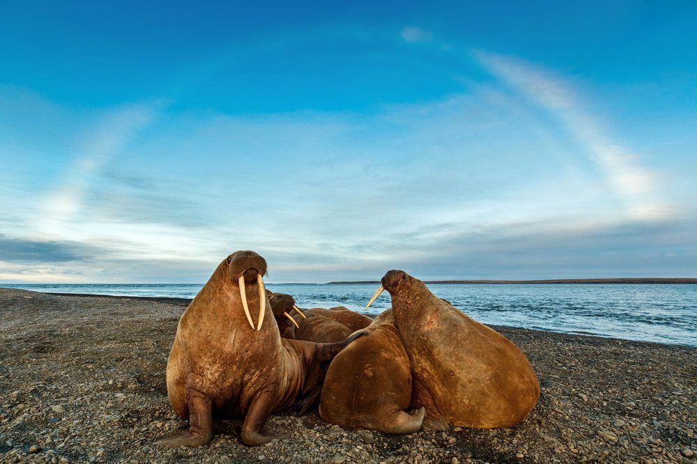 Пляж моря Лаптевых...The beach of the Laptev sea..