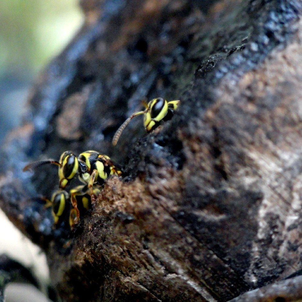 The mask rider on guard