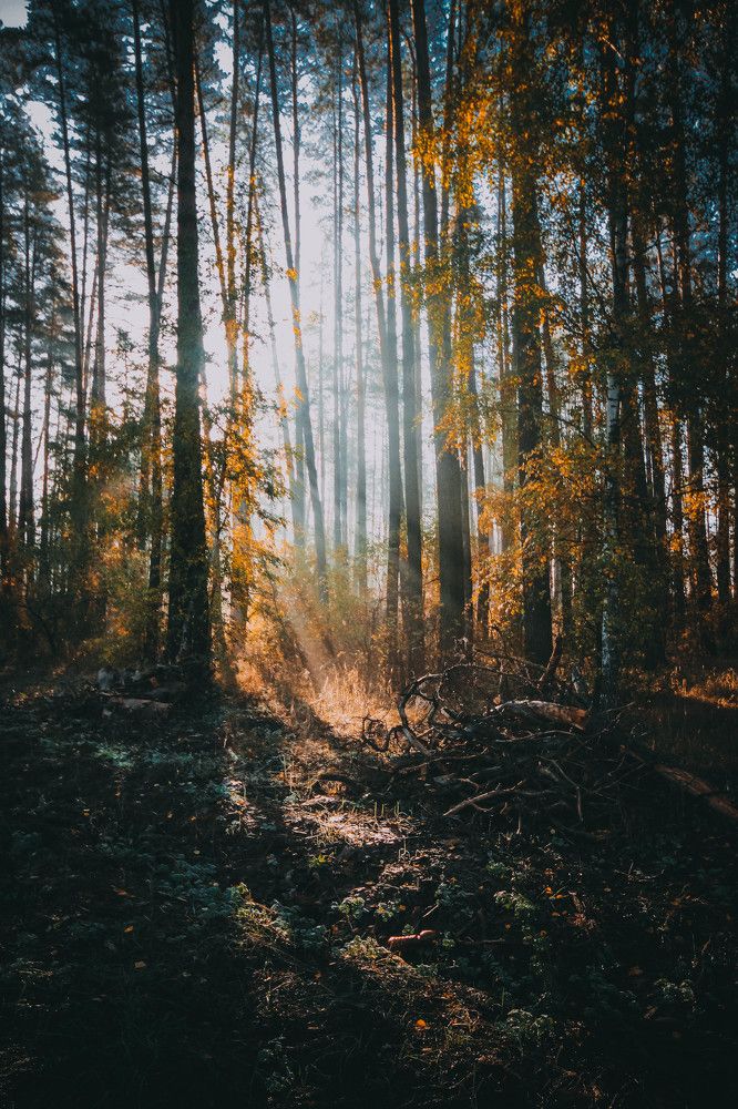 Photograph by Лебедева Света