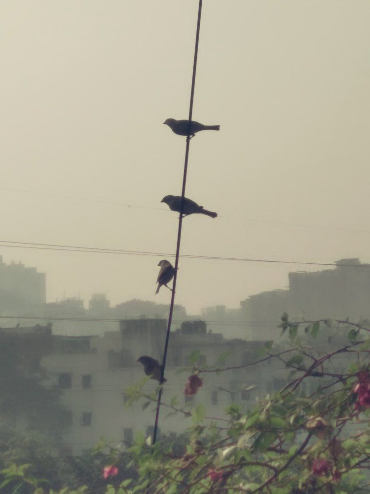 Team birds
