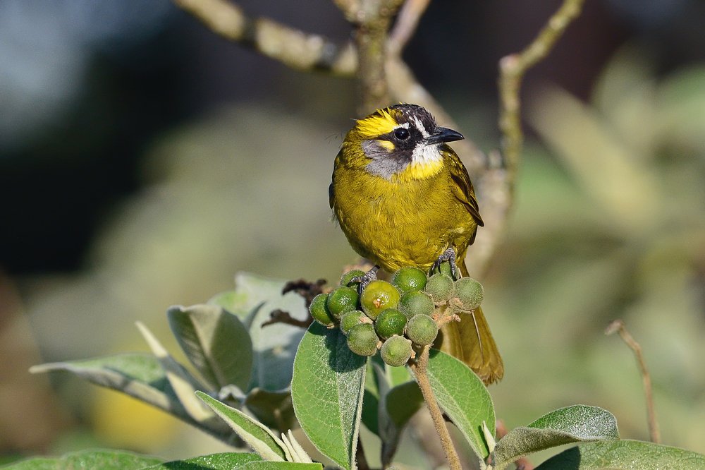 Желтоухий бюльбюль
