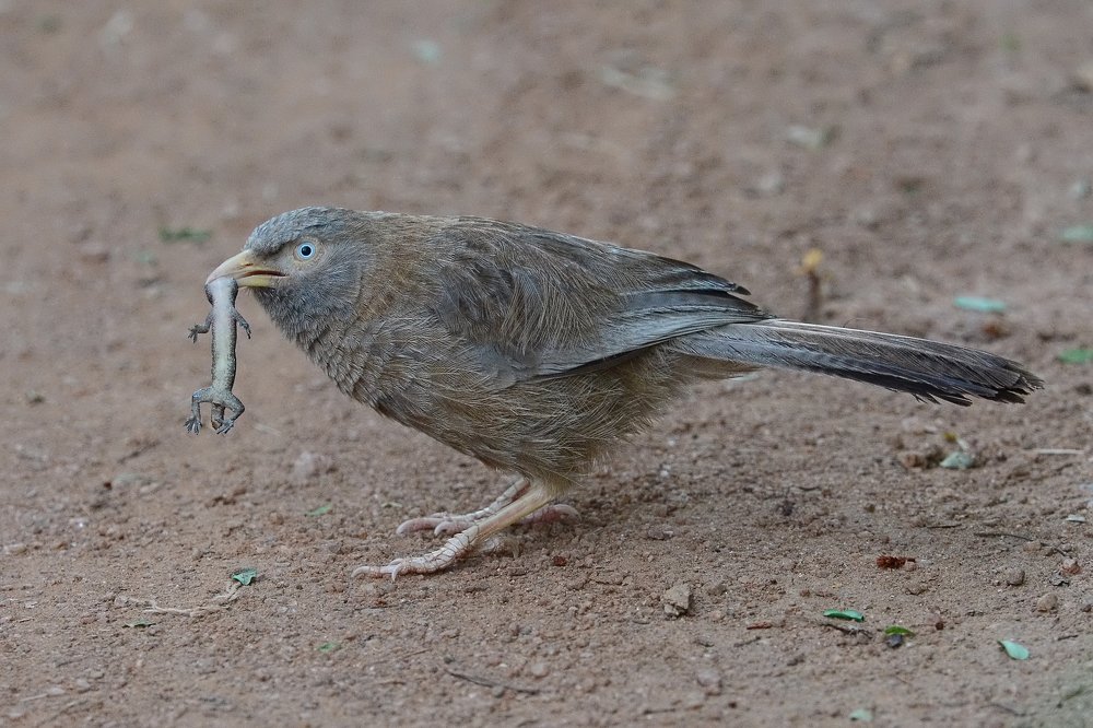 Желтоклювая дроздовая тимелия