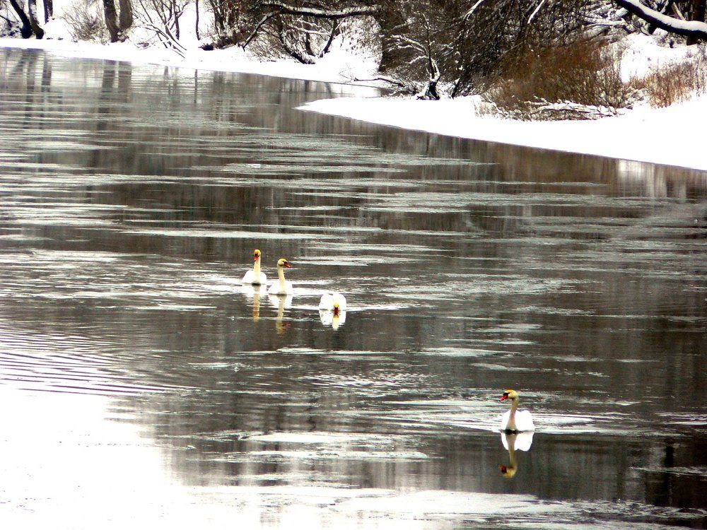 зазимовали