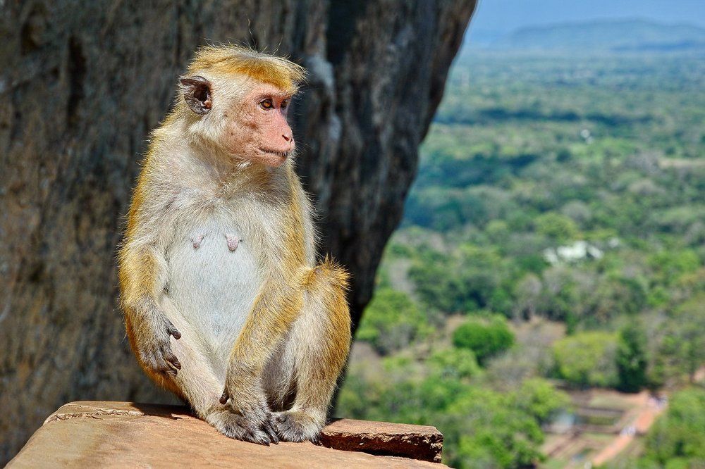 Цейлонский макак