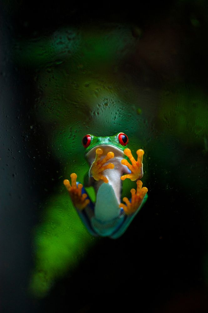 Agalychnis callidryas