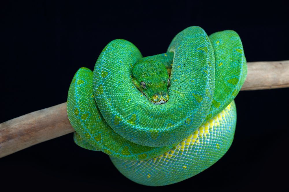 Tree green python
