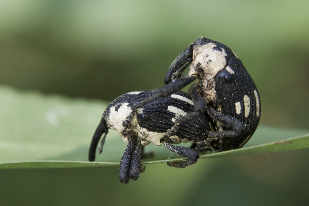 mated beetles