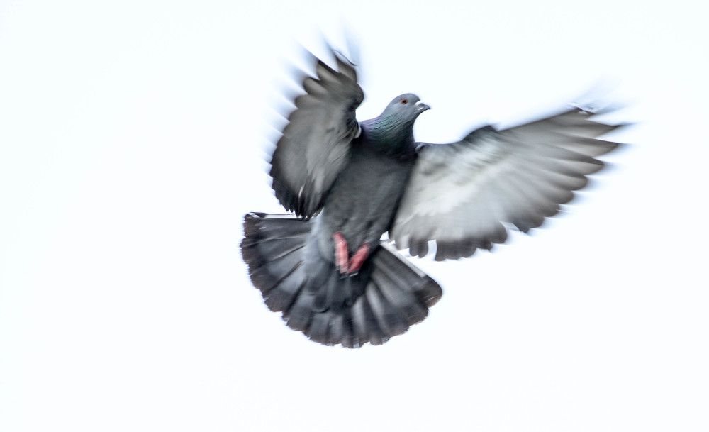 fly free