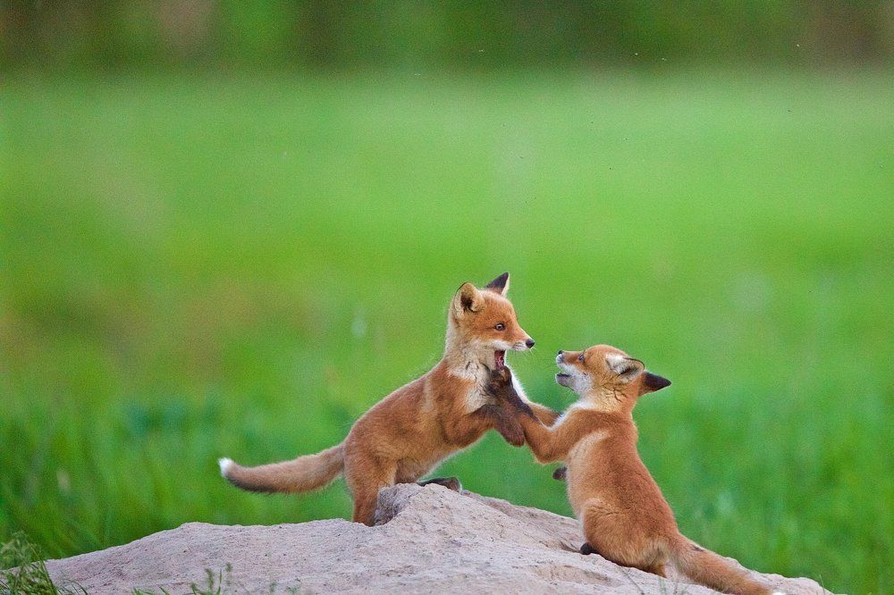 Ну,вот ... уже проглотил...