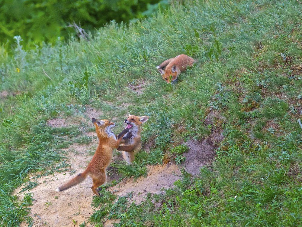 рыжие боксёры и рыжий рефери