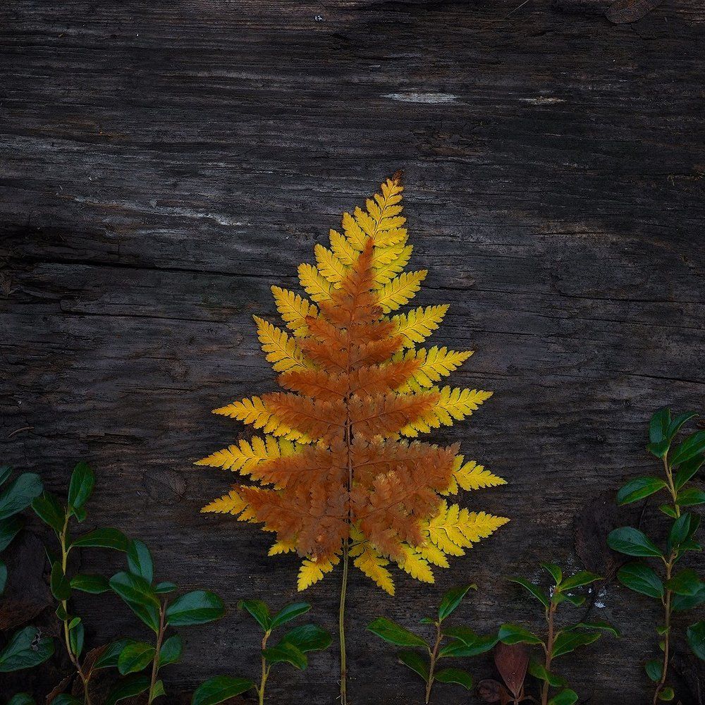 Папоротник