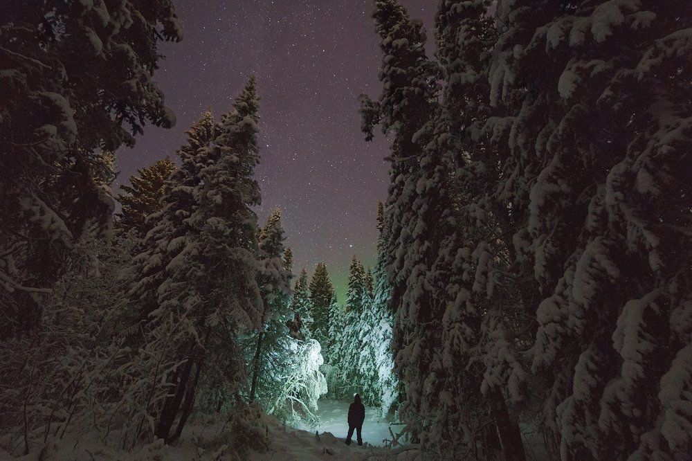 В ночном лесу