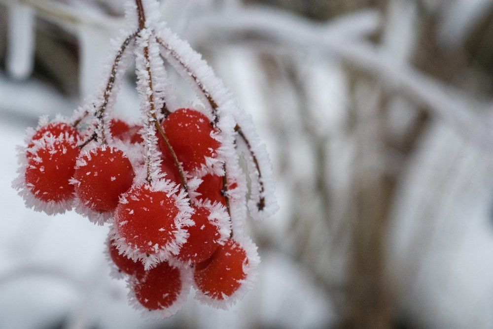 Вычурным кружевом иней