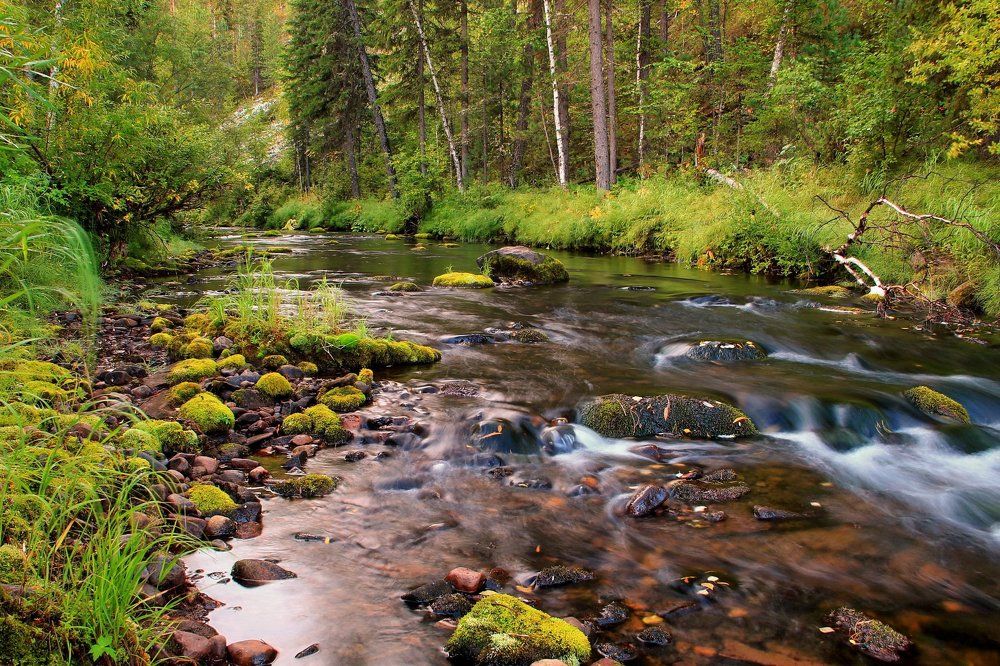 лесной ручей