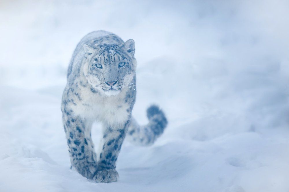 Snow leopard