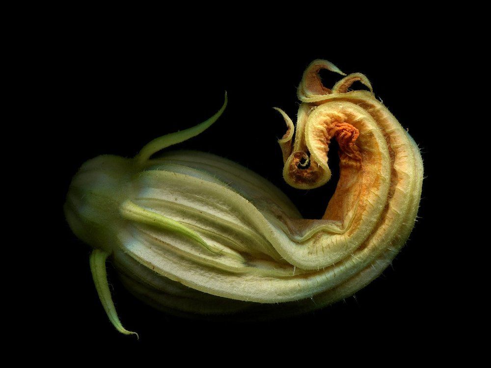 squash