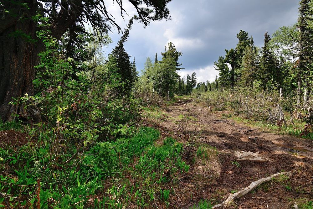 Там, на неведомых дорожках