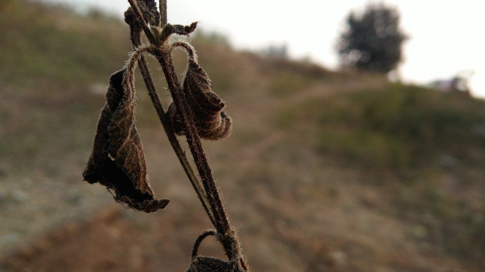 Dead plant