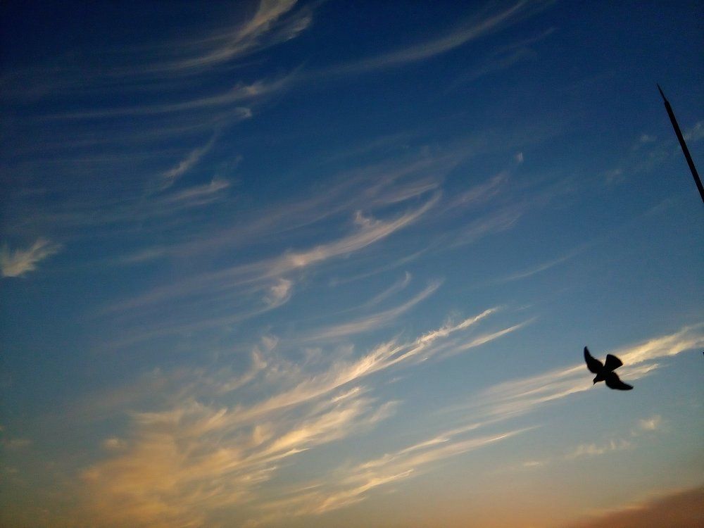 I wish to fly like a bird in this endless sky.