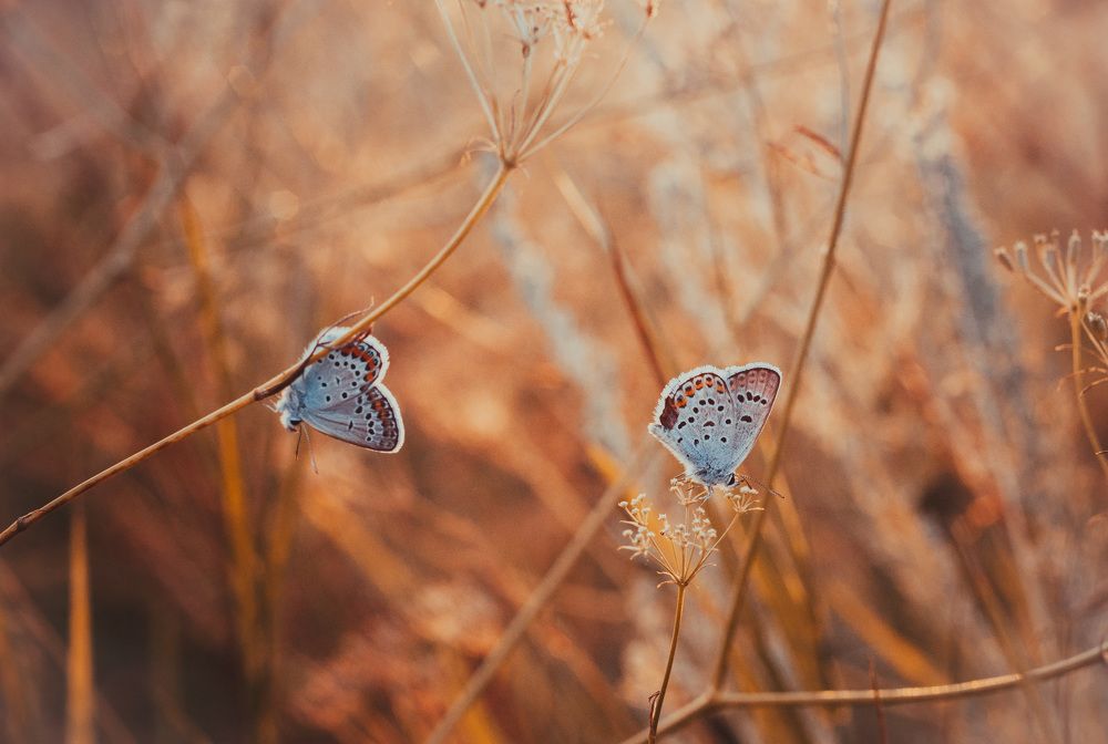 Photograph by Анна Хмырова