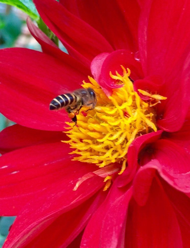 Floating Bee and the  Red  Dahlia