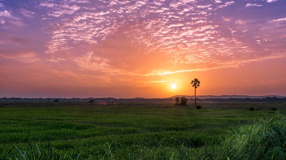 одинокая пальма