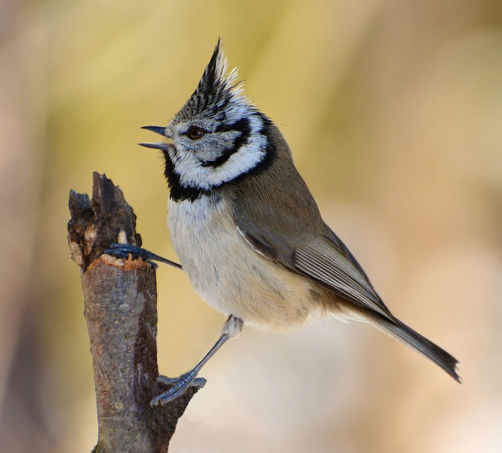 Гренадёрка