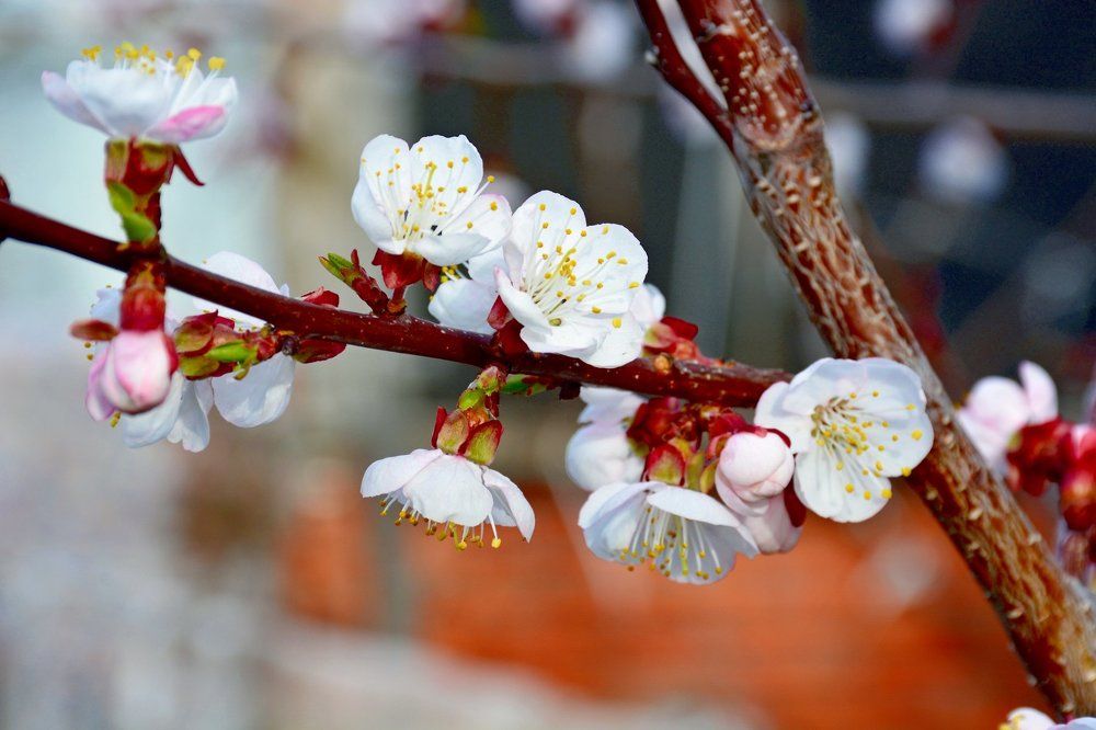 Абрикос цветёт