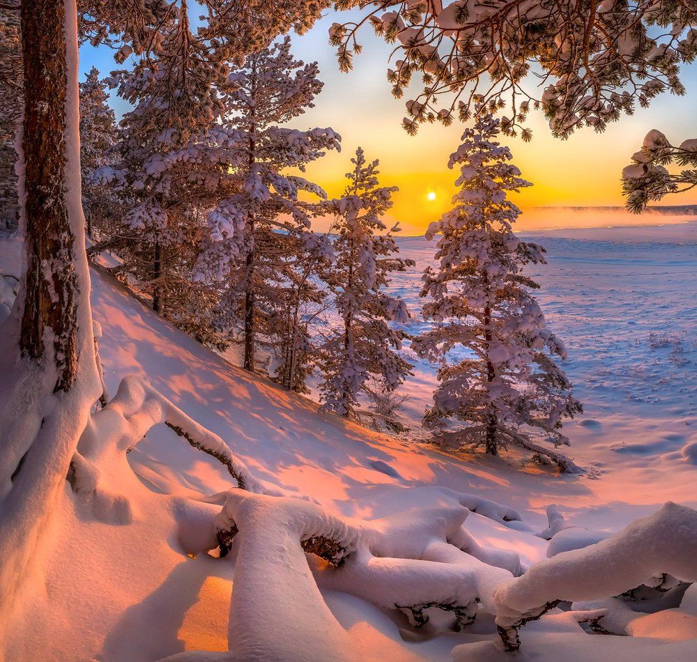 Лес на берегу Ладоги