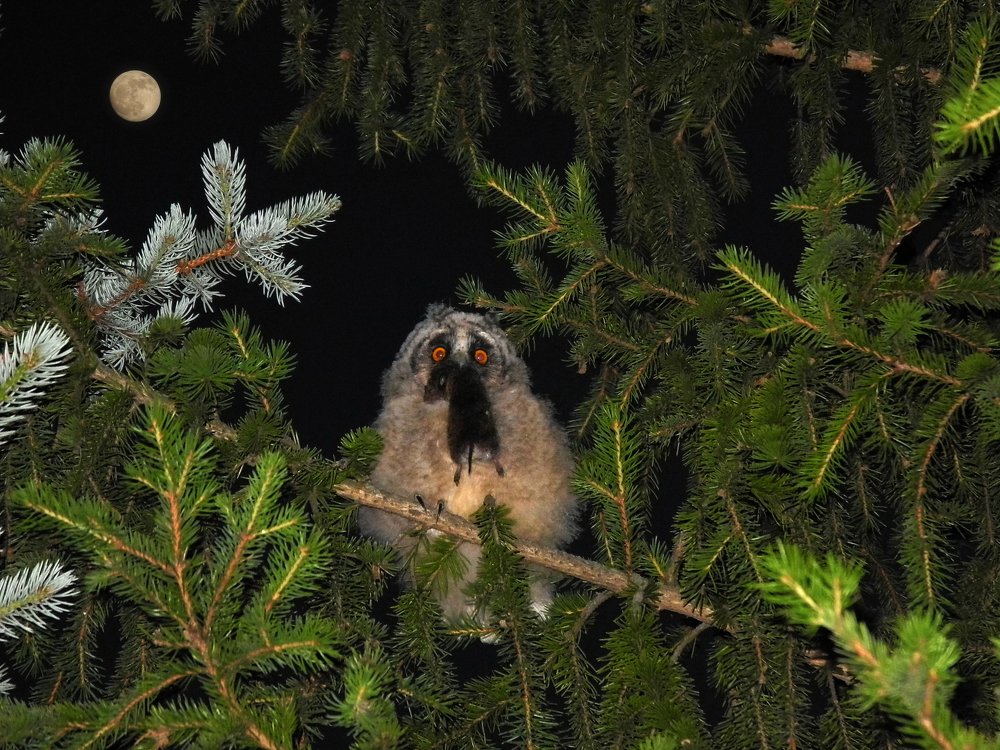 Вкус первой добычи: пробуждение хищника