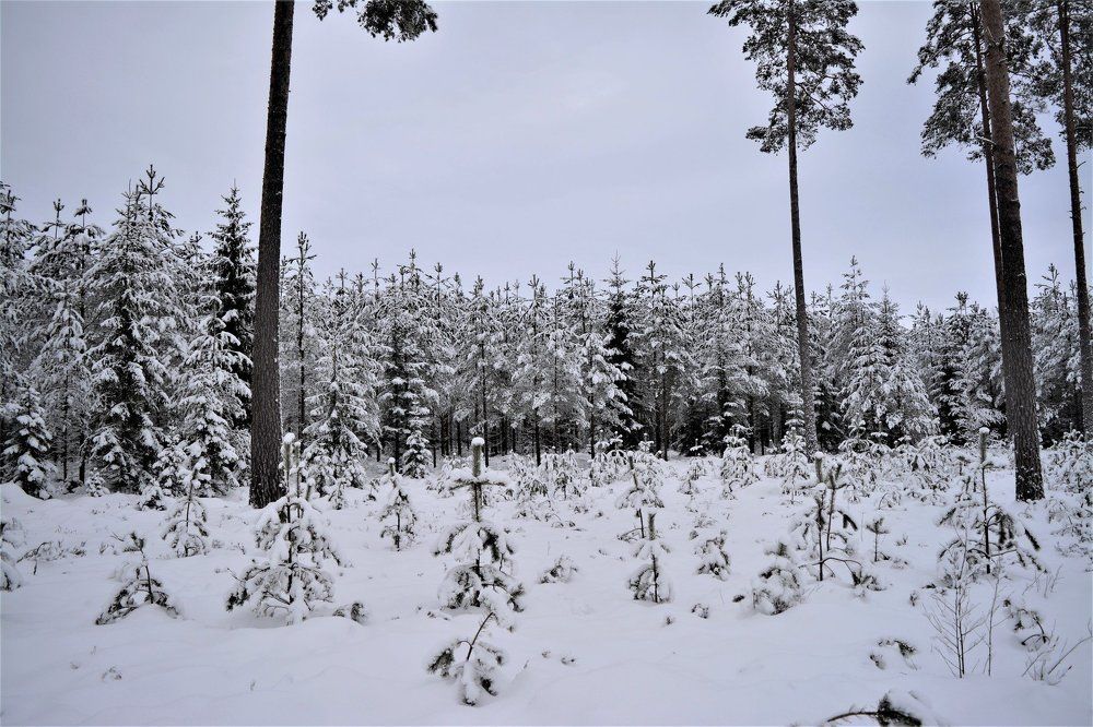 Зимние ёлочки