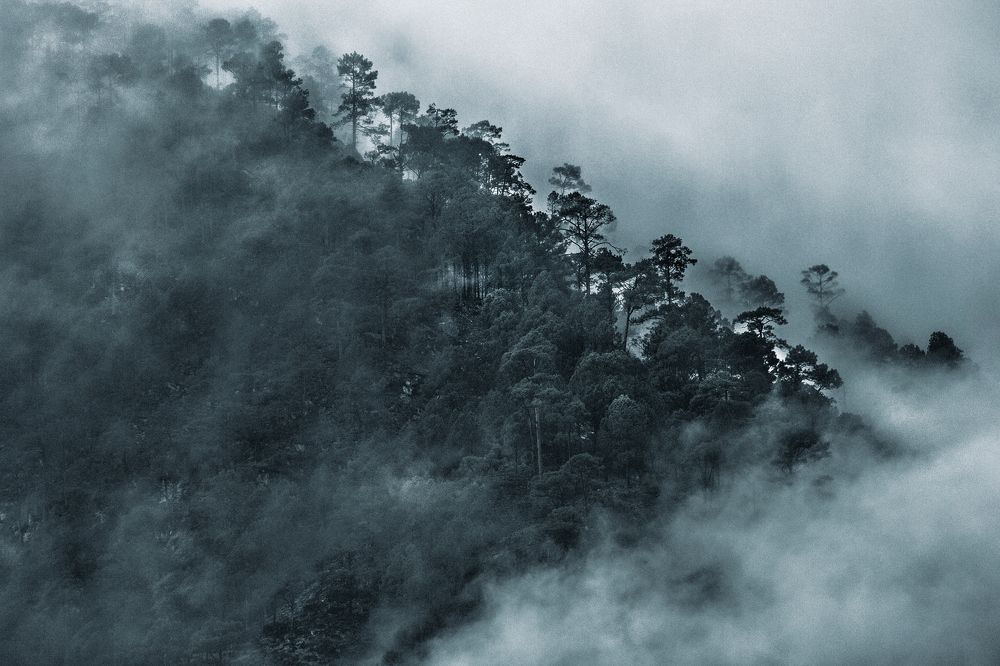 Silver pencils into the woods.