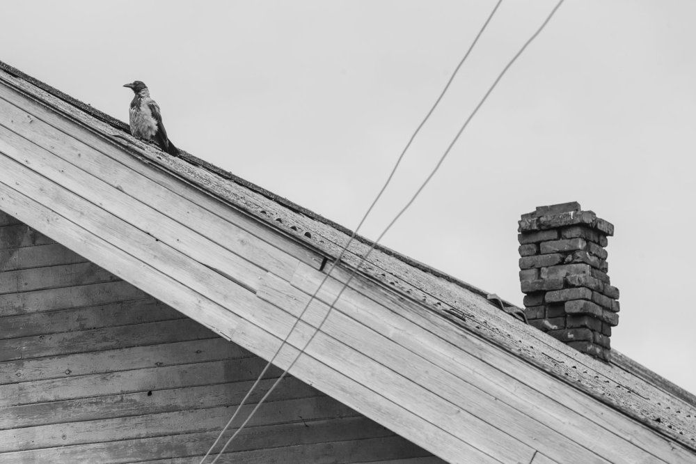 О том, как Ворона с Трубой поссорилась